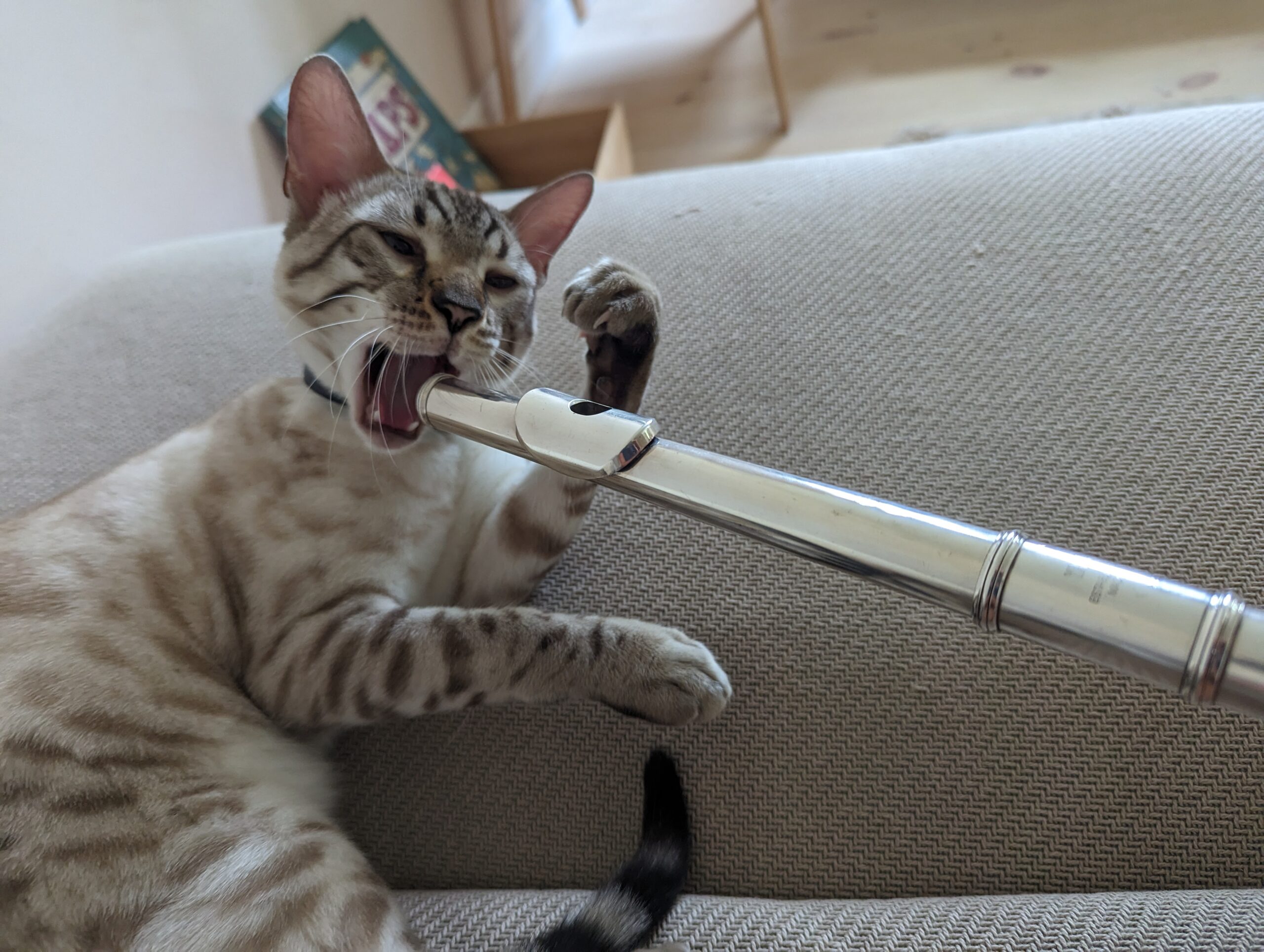 Bengal cat plays with flute